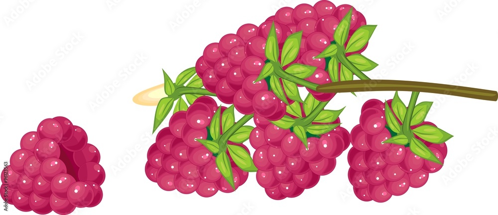 Raspberry Raspberry