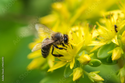Bee on yellow flower © Marek Walica