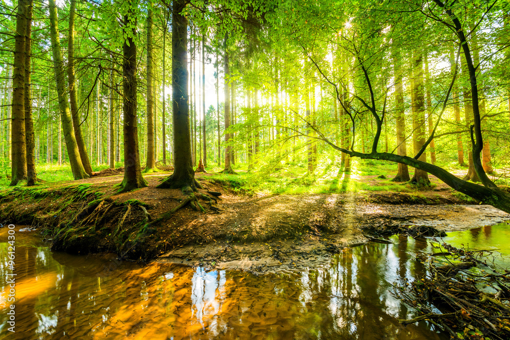 Fototapeta premium Lasowa panorama z strumykiem i promieniami słońca