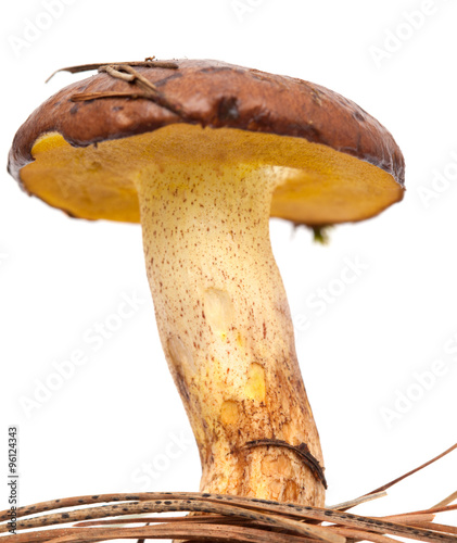 Suillus collinitus isolated photo