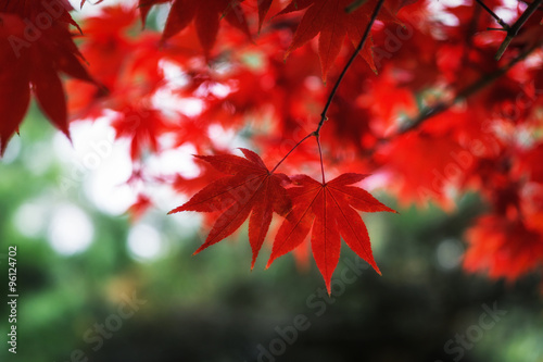 Autumn fall maple foliage