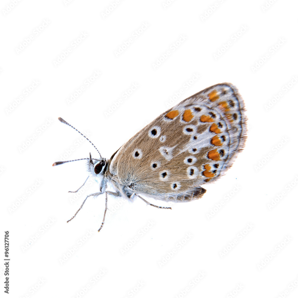 Obraz premium Colored butterfly on the white background