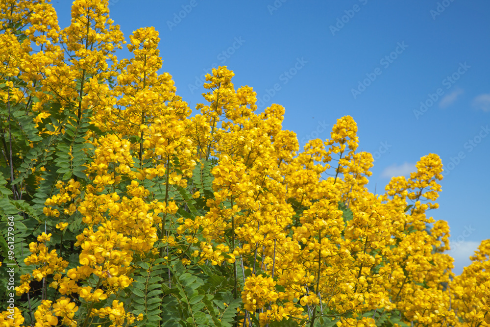 Popcorn Cassia