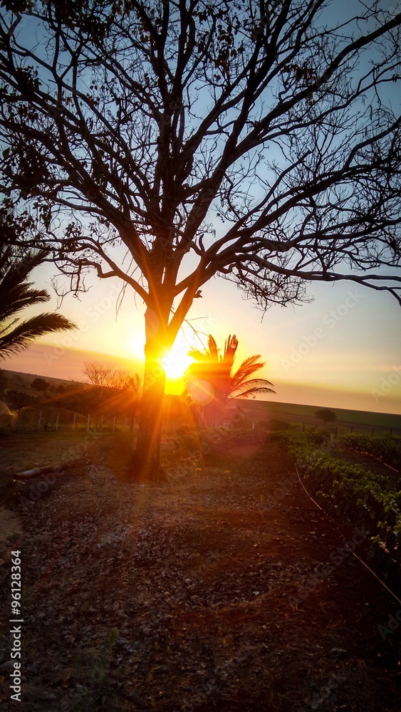 Sunset and big tree landscape