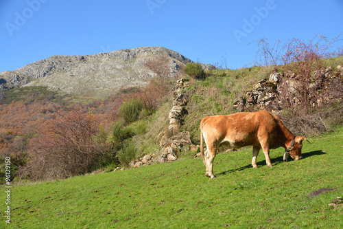 vaca pastando en los prados de Asturias © uzkiland