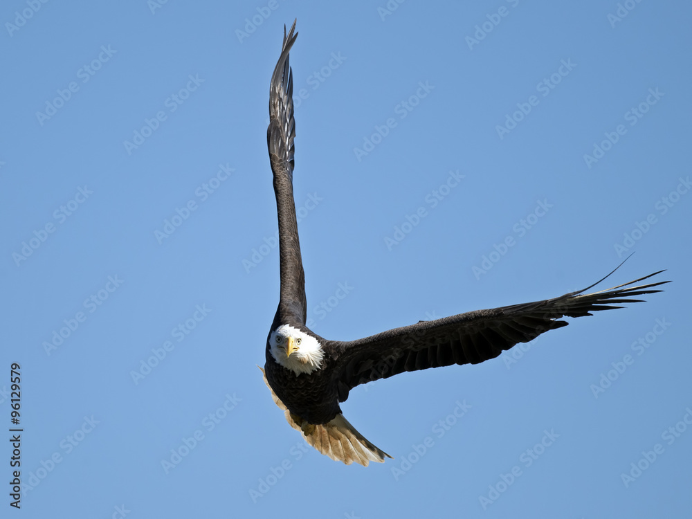 Obraz premium American Bald Eagle in Flight