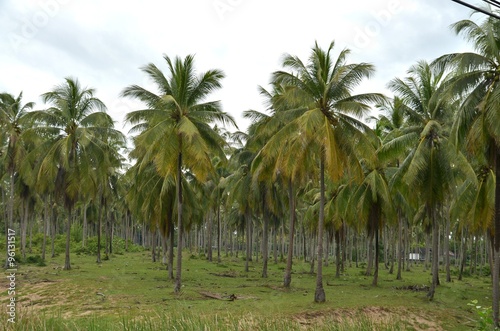coconut tree © chaivit
