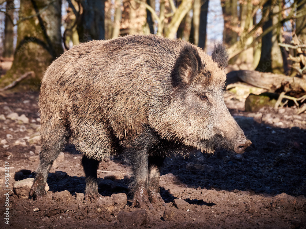 Wildschwein Wildschwein