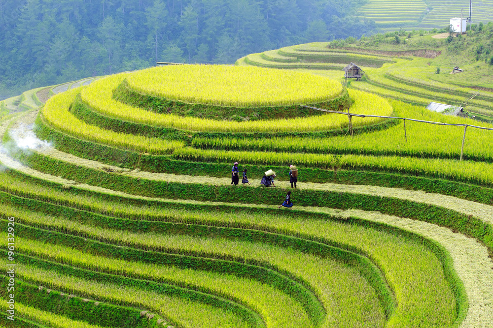 Rice fields on terraced of Mu Cang Chai, YenBai, Vietnam. Rice fields prepare the harvest at Northwest Vietnam.Vietnam landscapes. Rice fields on terraced of Mu Cang Chai, YenBai, Vietnam. Rice fields prepare the harvest at Northwest Vietnam.Vietnam landscapes.