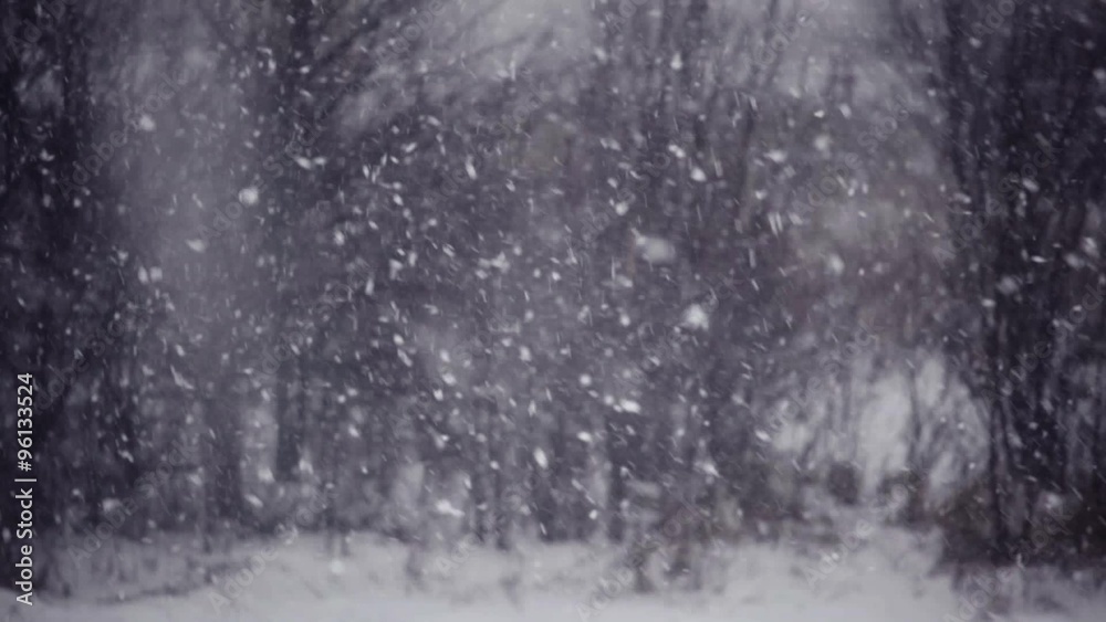 Snow falls on the background of blurred forest landscape Snow falls on the background of blurred forest landscape