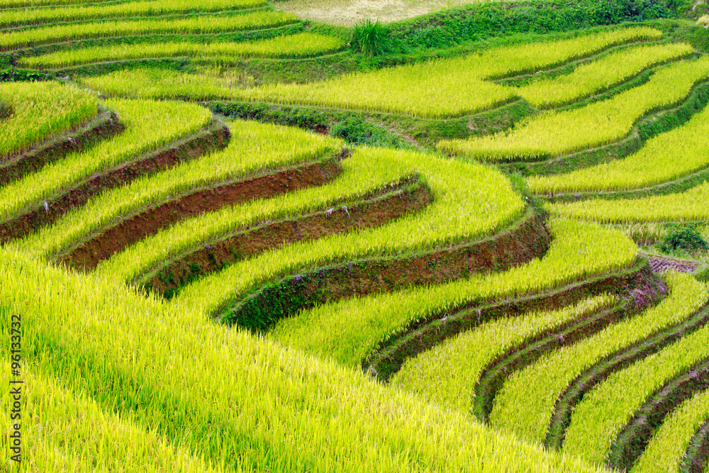 Rice fields on terraced of Mu Cang Chai, YenBai, Vietnam. Rice fields prepare the harvest at Northwest Vietnam.Vietnam landscapes.