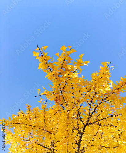 가을은행나무