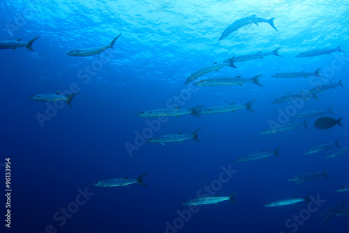 School Barracuda fish underwater