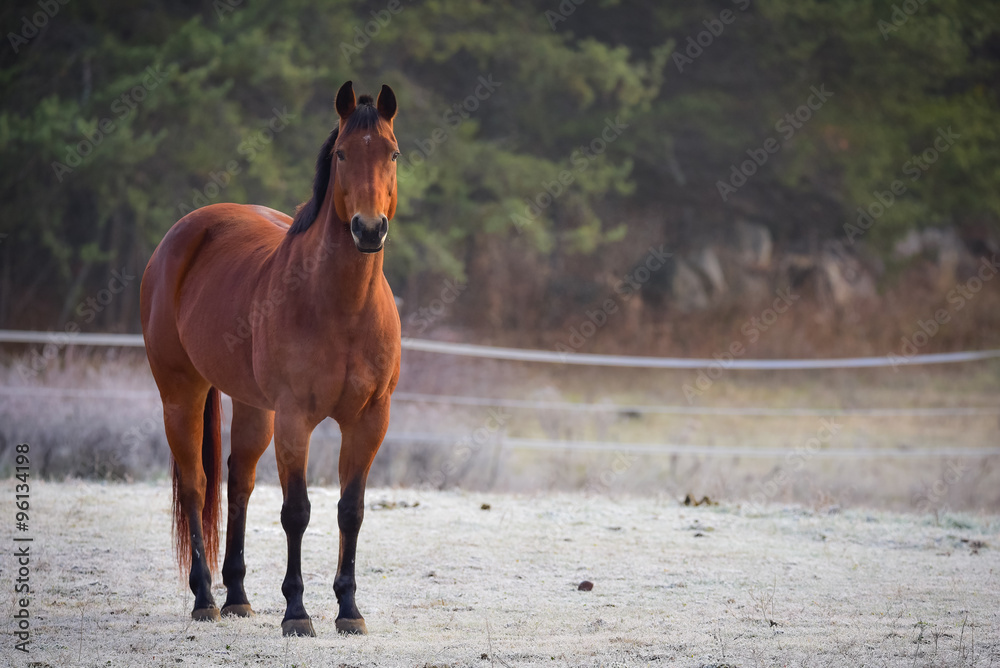 Horse in his corral, looking at camera. frosty November morning finds horses in a corral , grazing, relaxing and welcoming the early sunrise. Horse in his corral, looking at camera. frosty November morning finds horses in a corral , grazing, relaxing and welcoming the early sunrise.