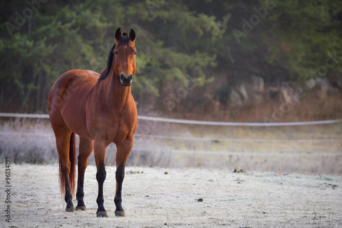 Horse in his corral, looking at camera. frosty November morning finds horses in a corral , grazing, relaxing and welcoming the early sunrise.