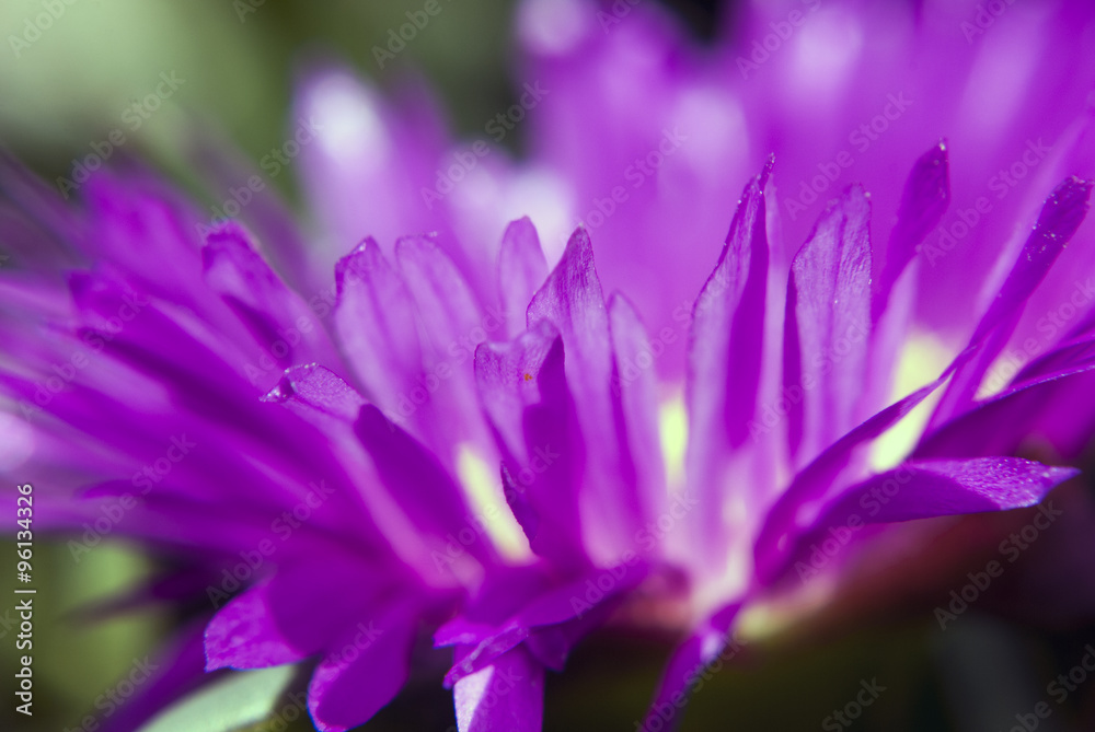 Close up of a pink ice plant, carpobrotus edulis Close up of a pink ice plant, carpobrotus edulis