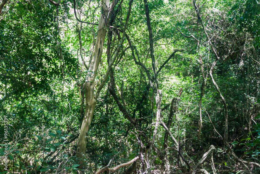 Fototapeta premium Jungle in Nature Reserve Esteros del Ibera, Argentina