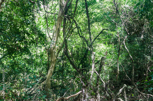 Jungle in Nature Reserve Esteros del Ibera, Argentina