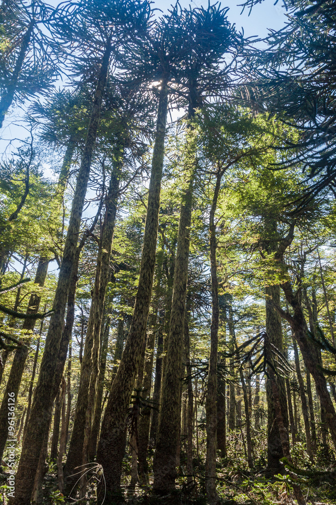 Obraz premium Araucaria forest in National Park Huerquehue, Chile. The tree is called Araucaria araucana (commonly: monkey puzzle tree, monkey tail tree, Chilean pine)