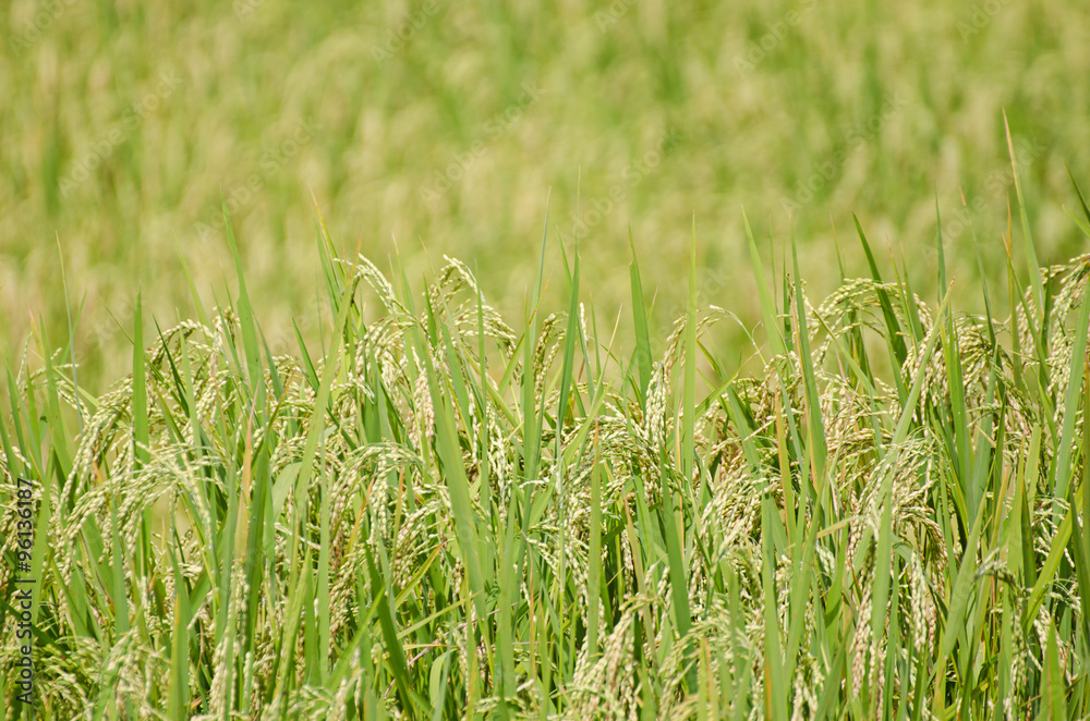 green rice field green rice field