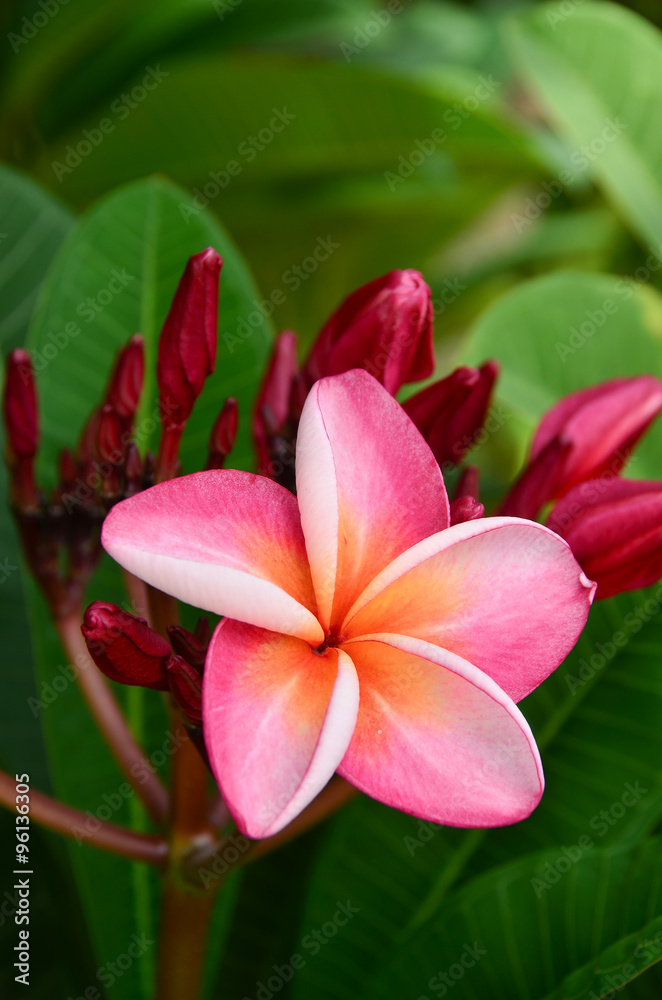 flowers nature background blossom pagoda tree plumeria spp