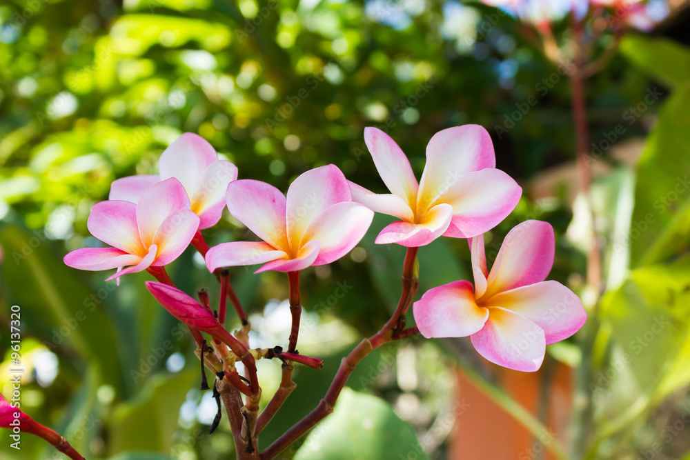 Beautiful sweet pink flower plumeria bunch in home garden with happy morning mood and natural background Beautiful sweet pink flower plumeria bunch in home garden with happy morning mood and natural background