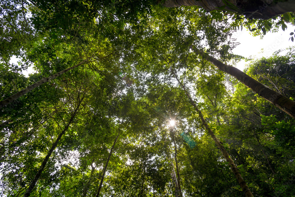 Fototapeta premium Low angle view of the forest to the sky 