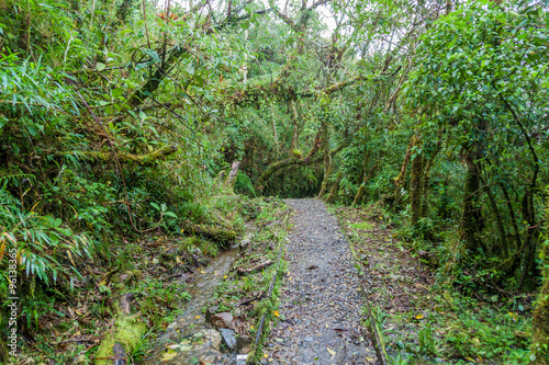 Hiking trail in National Park Podocarpus  Ecuador