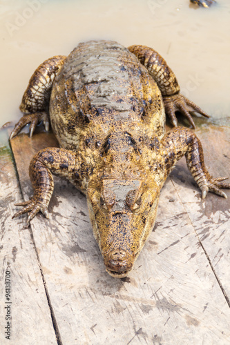 The spectacled caiman (Caiman crocodilus) in Fundo Pedrito animal farm in village Barrio Florido near Iquitos, Peru