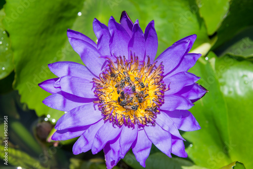 Lotus flower and a bee.