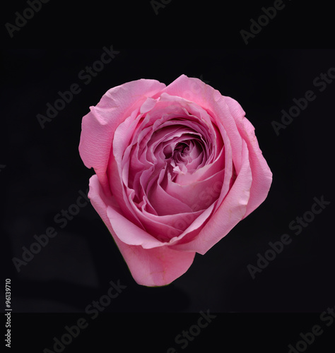 Pink Rose isolated