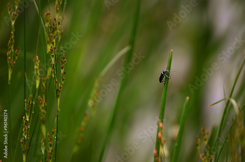 small beetle crawling in the green grass