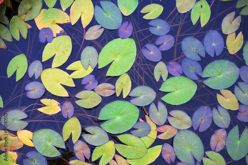  colorful and the green lily  leaves floating on a dark blue water, top view background