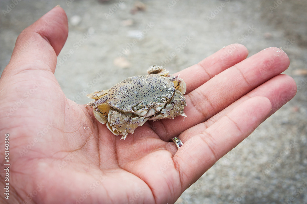 hand girl hold crab on the beach