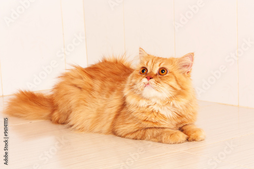 cute orange persian cat