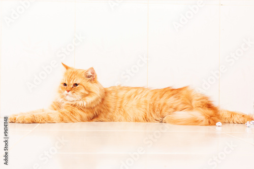 cute orange persian cat