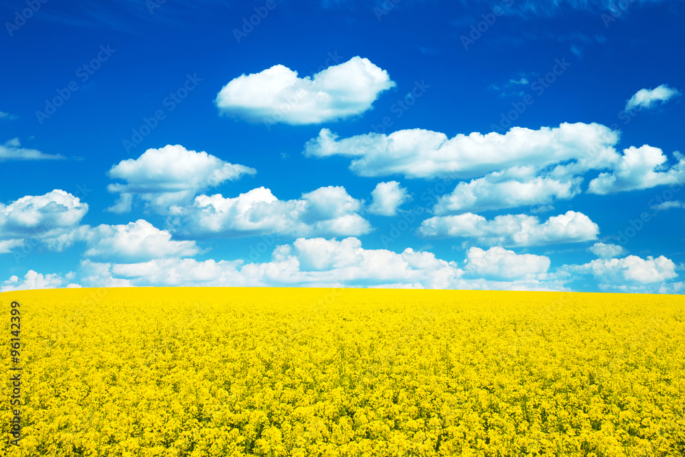 Obraz premium Summer Landscape with Wheat Field and Clouds