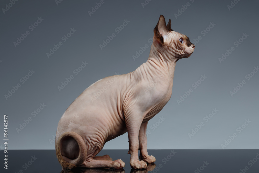 Sphynx Cat Sits and Looking Forward on Black