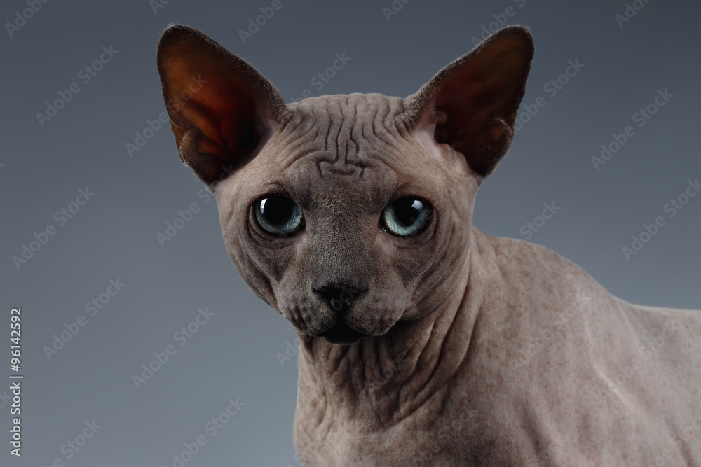 Closeup Portrait of Sphynx Cat Looking in camera on Dark