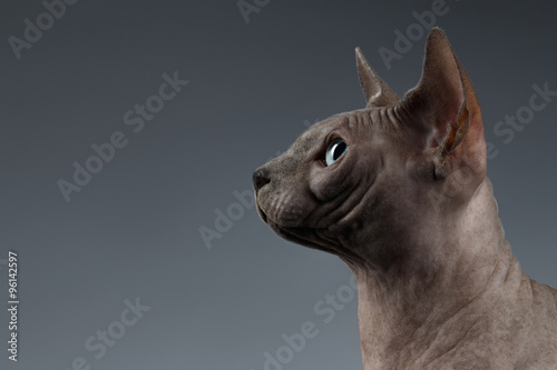 Closeup Portrait of Sphynx Cat in Profile view on Black © seregraff