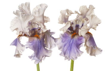Papier peint photo Iris Iris graphique aux pétales ouverts  © _Vilor