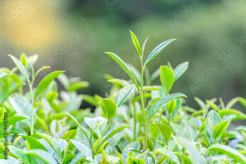 Freshness tea top in plantation.