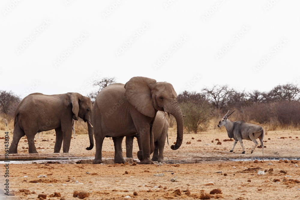 Fototapeta premium African elephants at a waterhole