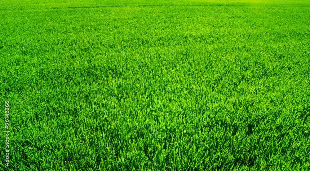 Green field and bright blue sky Green field and bright blue sky