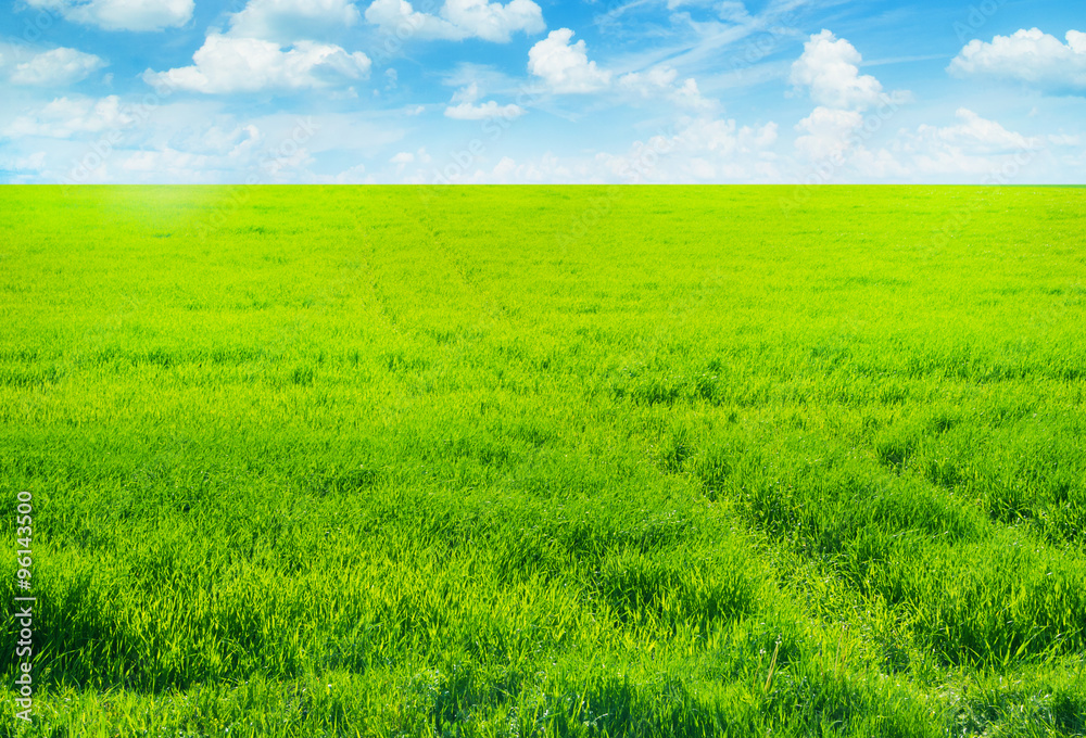 Fototapeta premium Background image of lush grass field under blue sky