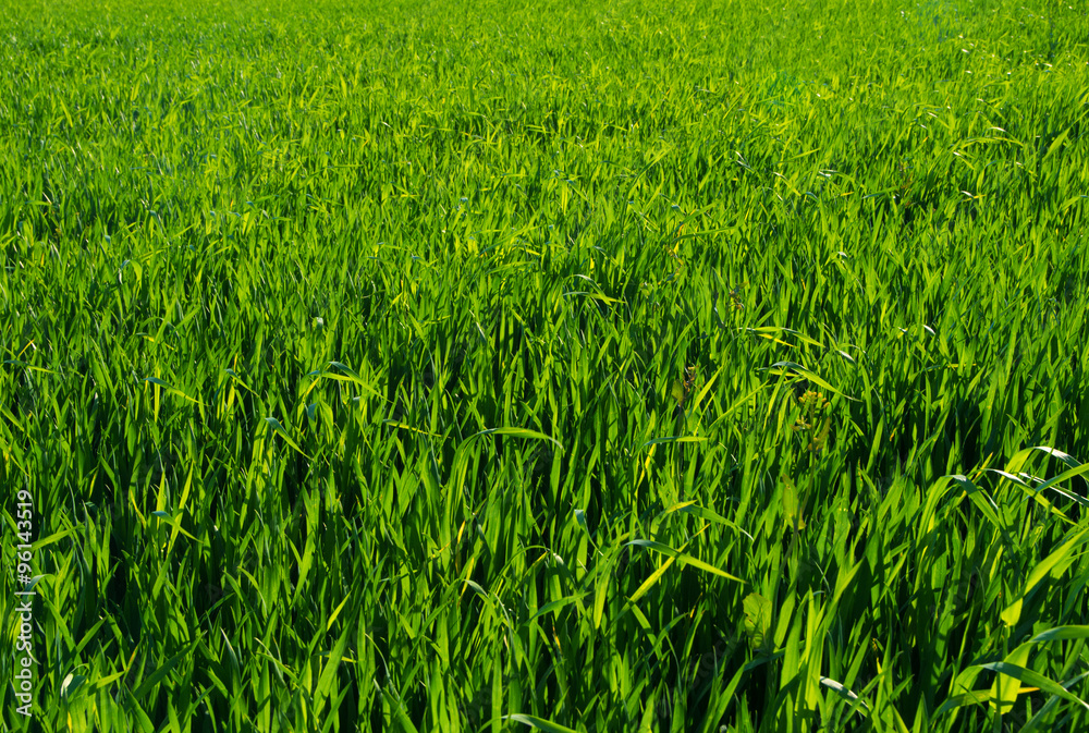 grass texture grass texture