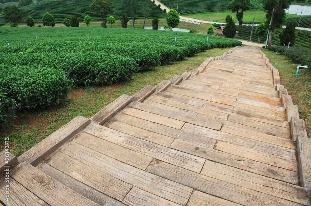 Tea Plantations over the foot path