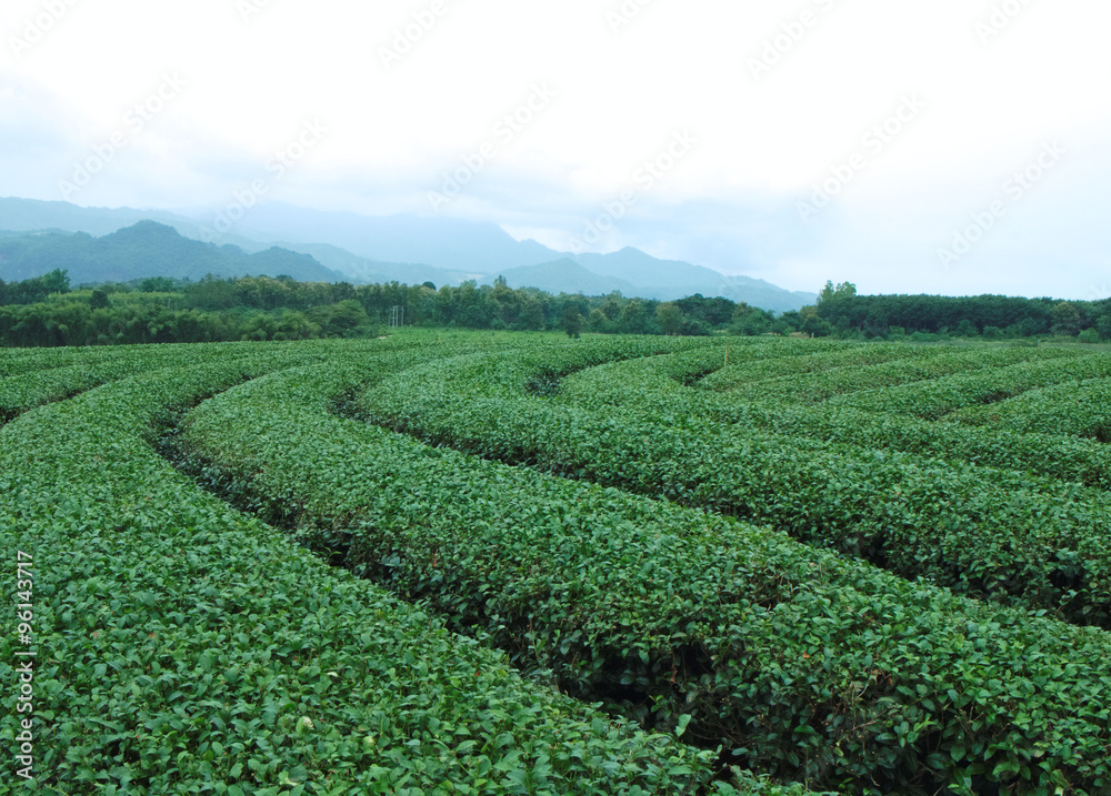 Tea plantation after havested