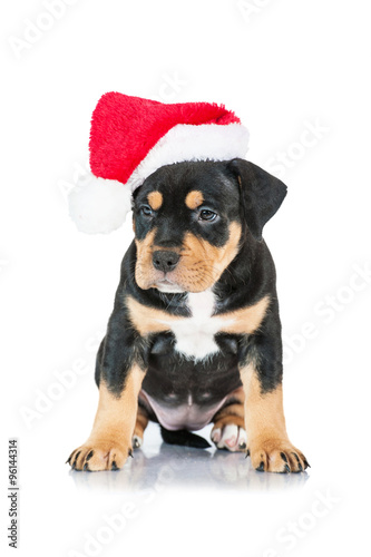 American staffordshire terrier puppy dressed in a christmas hat © Rita Kochmarjova