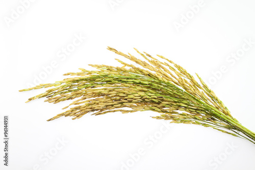 paddy rice seed on white background